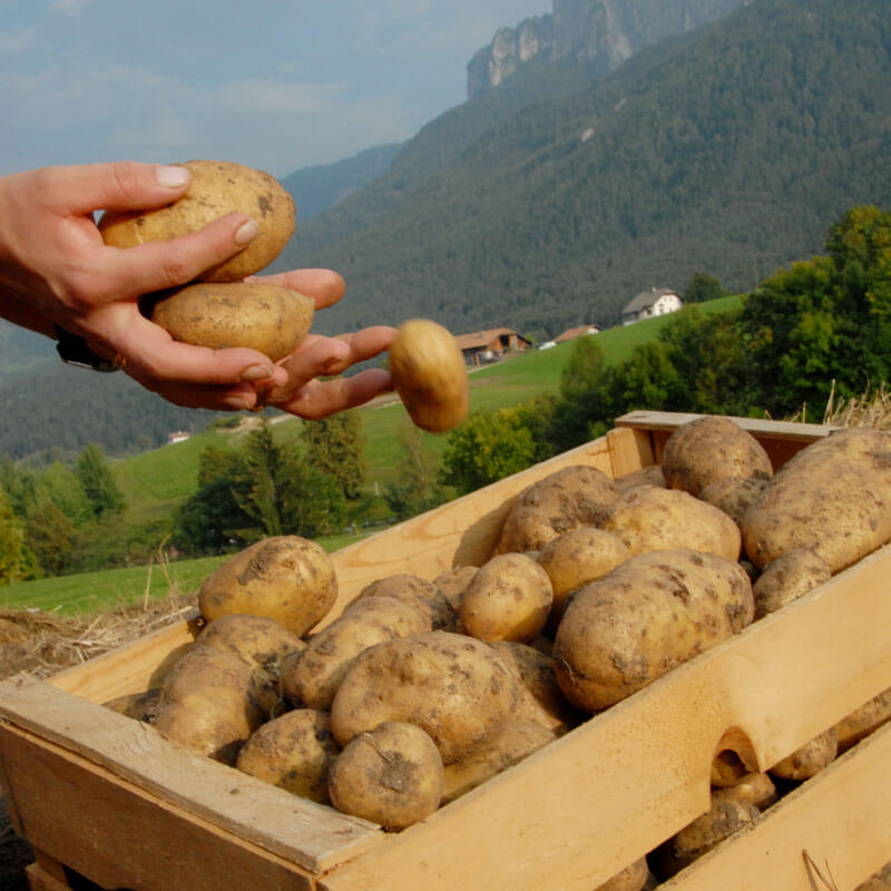 Fattoria propri prodotti IN AZIENDA