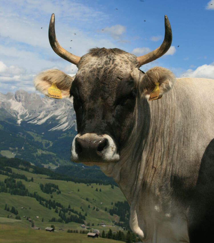 Der Mesnerhof in Völs am Schlern / Seiser Alm - Dolomiten