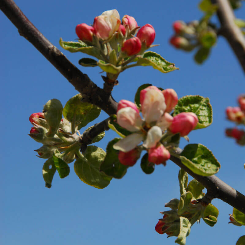 Frühling IN VÖLS AM SCHLERN – SEISER ALM – DOLOMITEN