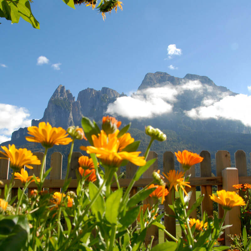 Frühling IN VÖLS AM SCHLERN – SEISER ALM – DOLOMITEN