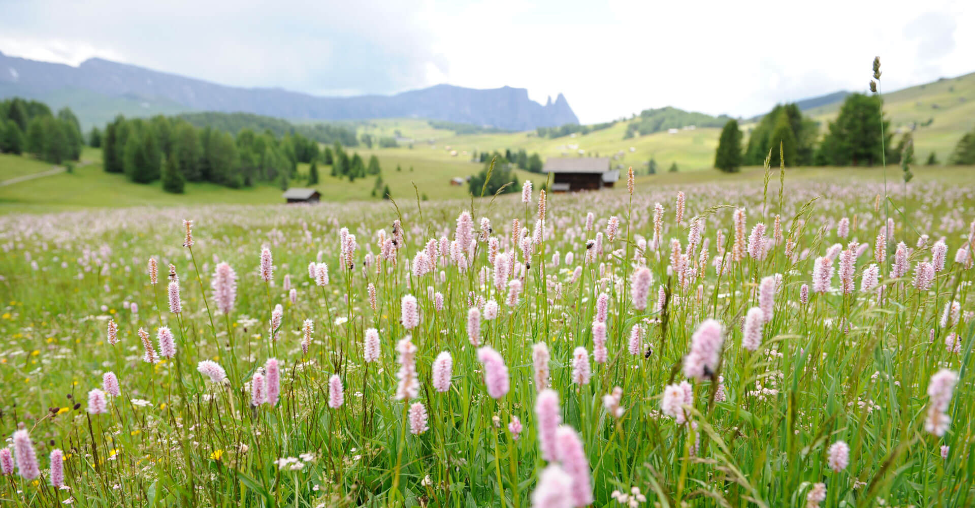 wandern seiser alm suedtirol 2